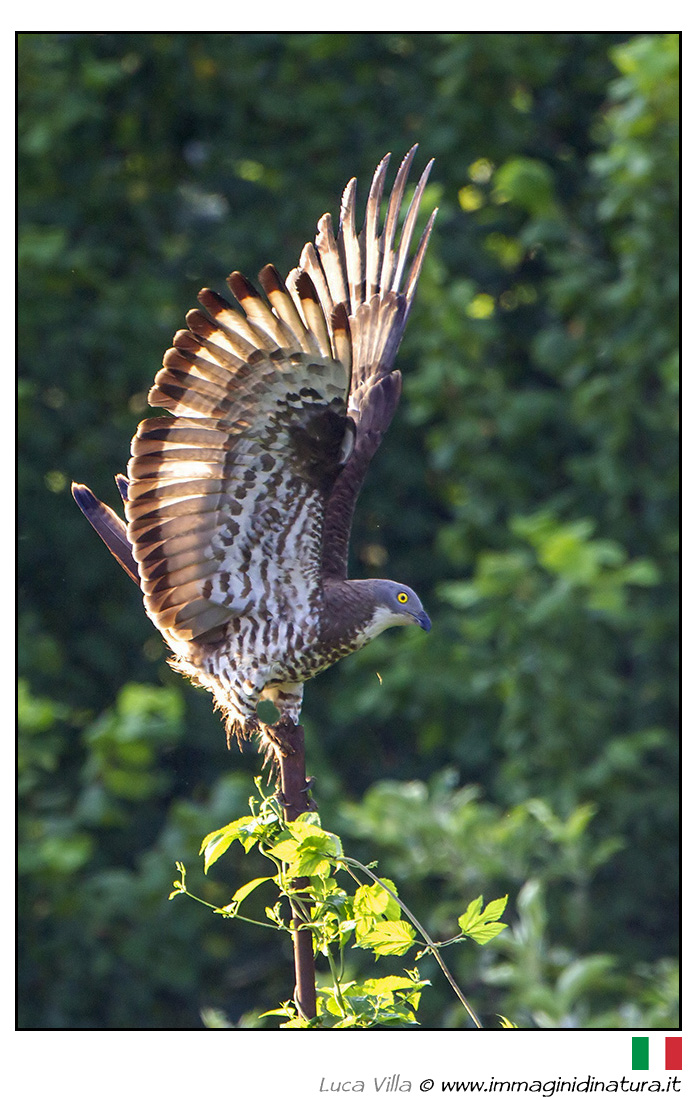 Falco pecchiaiolo - Pernis apivorus